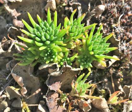 Image of wormleaf stonecrop