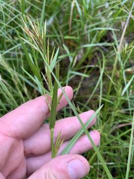 Image of three-way sedge