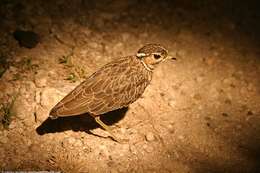 Image of Three-banded Courser