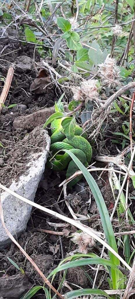 Image of Nepal pitviper