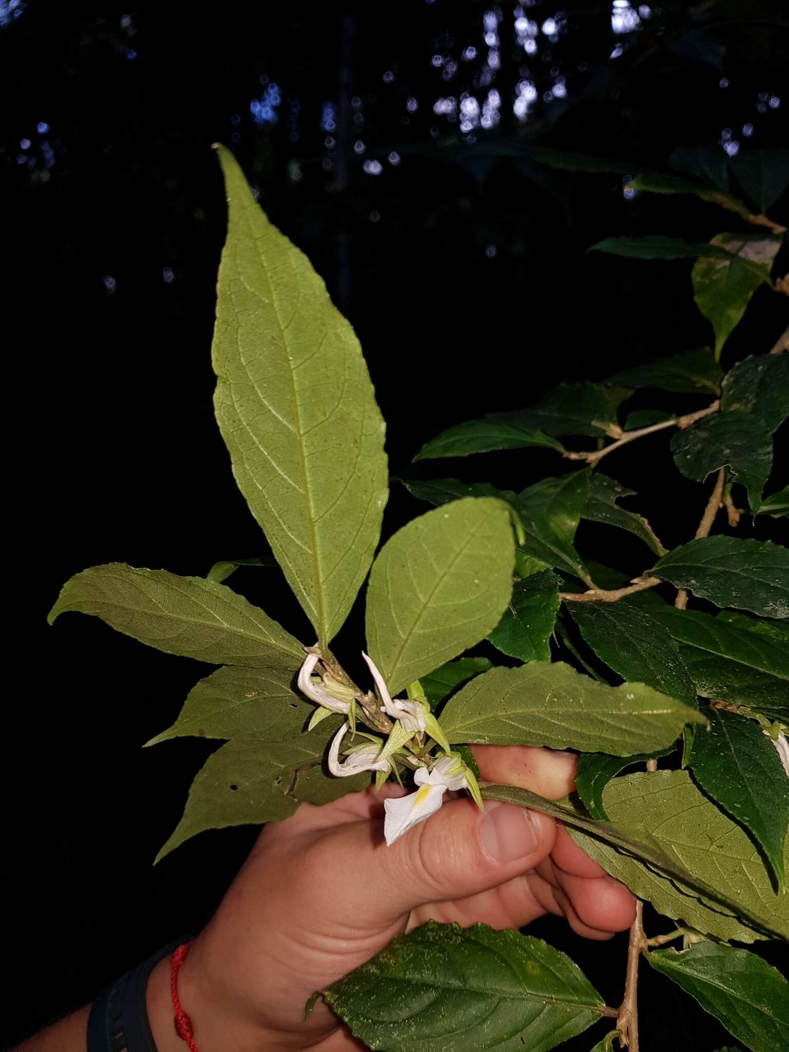 Image of Pombalia prunifolia (Humb. & Bonpl.) Paula-Souza