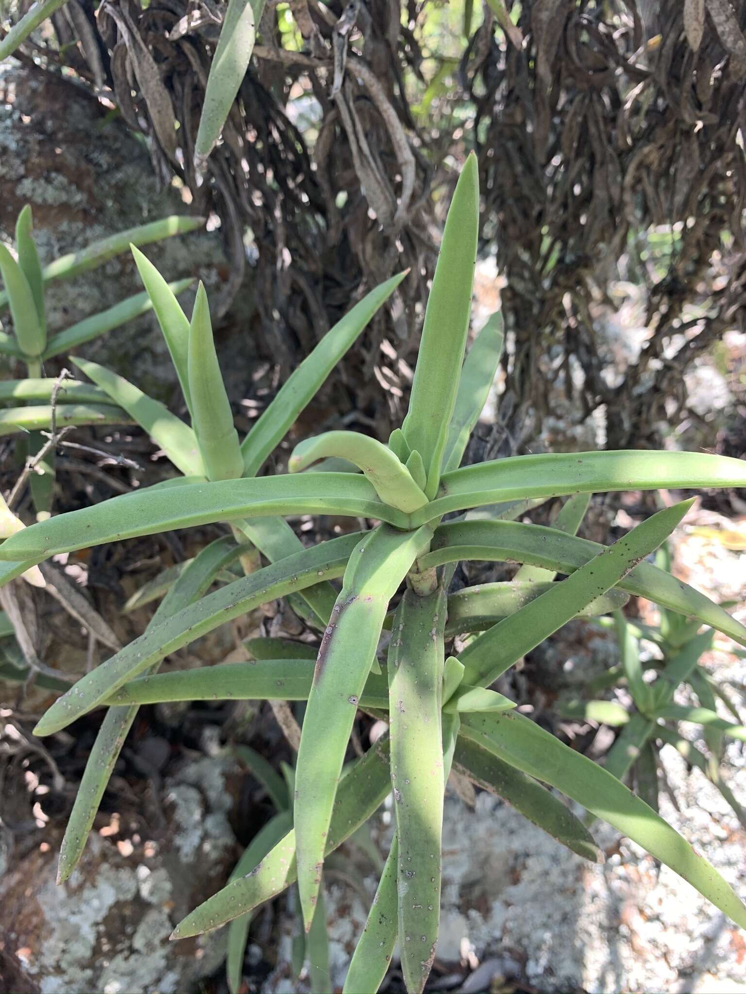 Image of Crassula perfoliata var. heterotricha (Schinz) Tölken