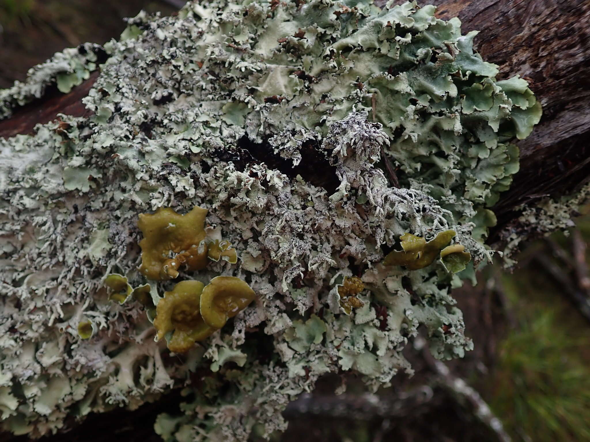 Image of Parmotrema austrocetratum Elix & J. Johnst.