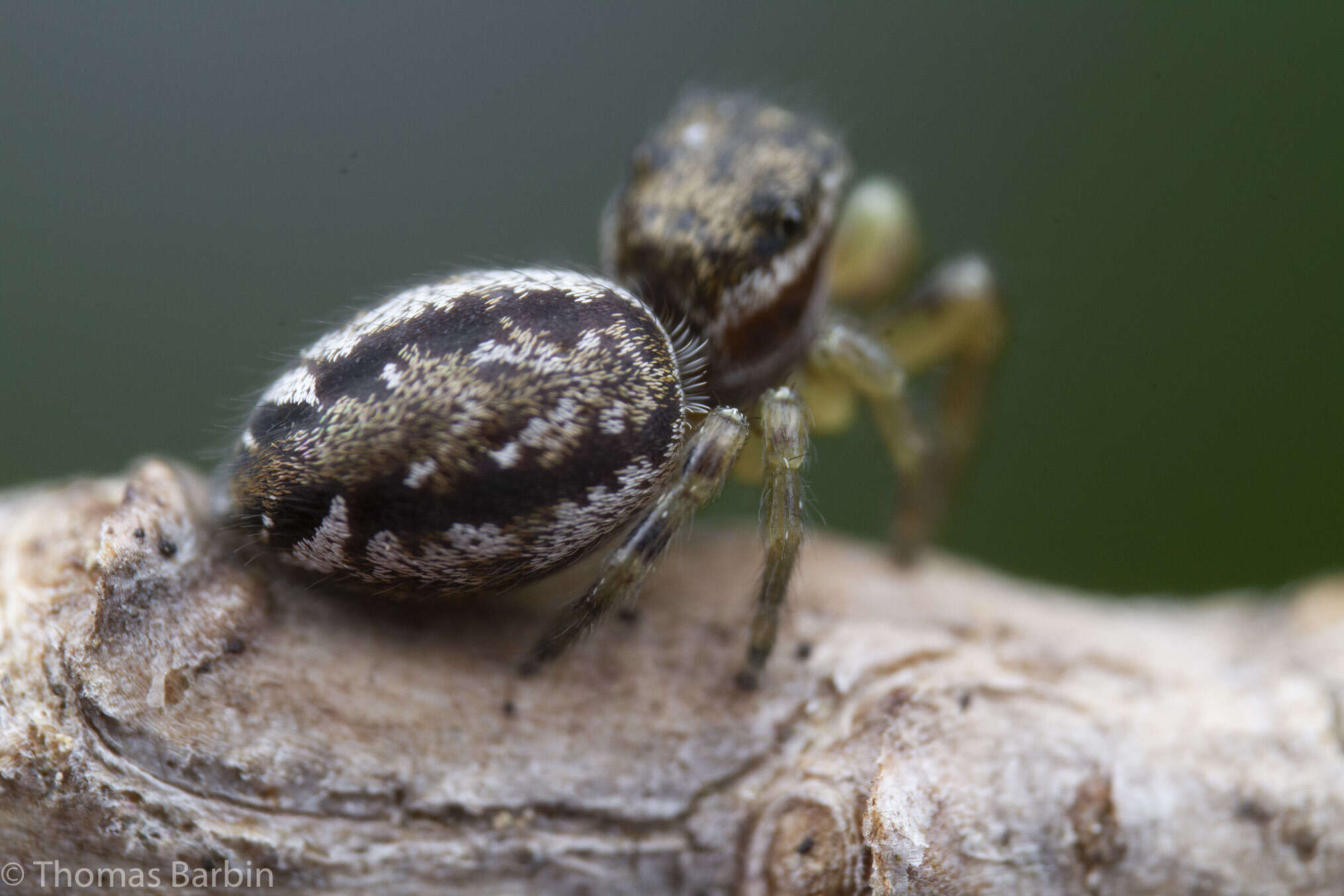 Image of Pelegrina flavipes (Peckham & Peckham 1888)