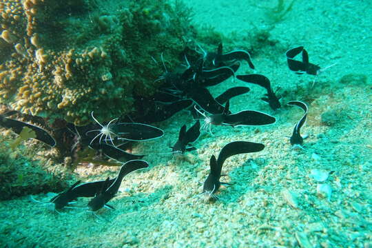 Image of Sailfin catfish