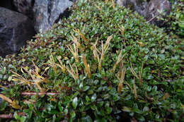 Image of Coprosma perpusilla subsp. perpusilla