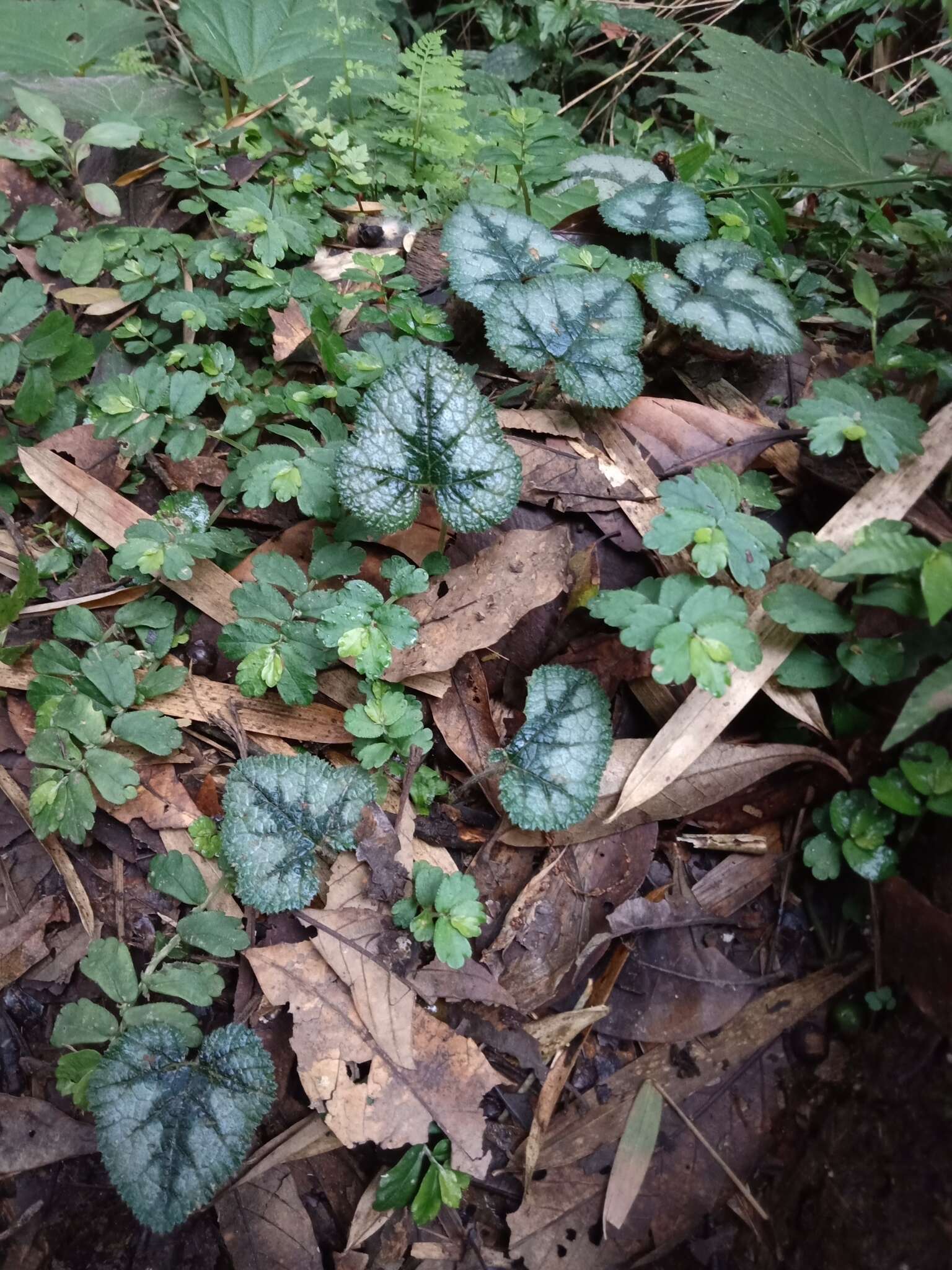 Image of Rubus pectinellus Maxim.