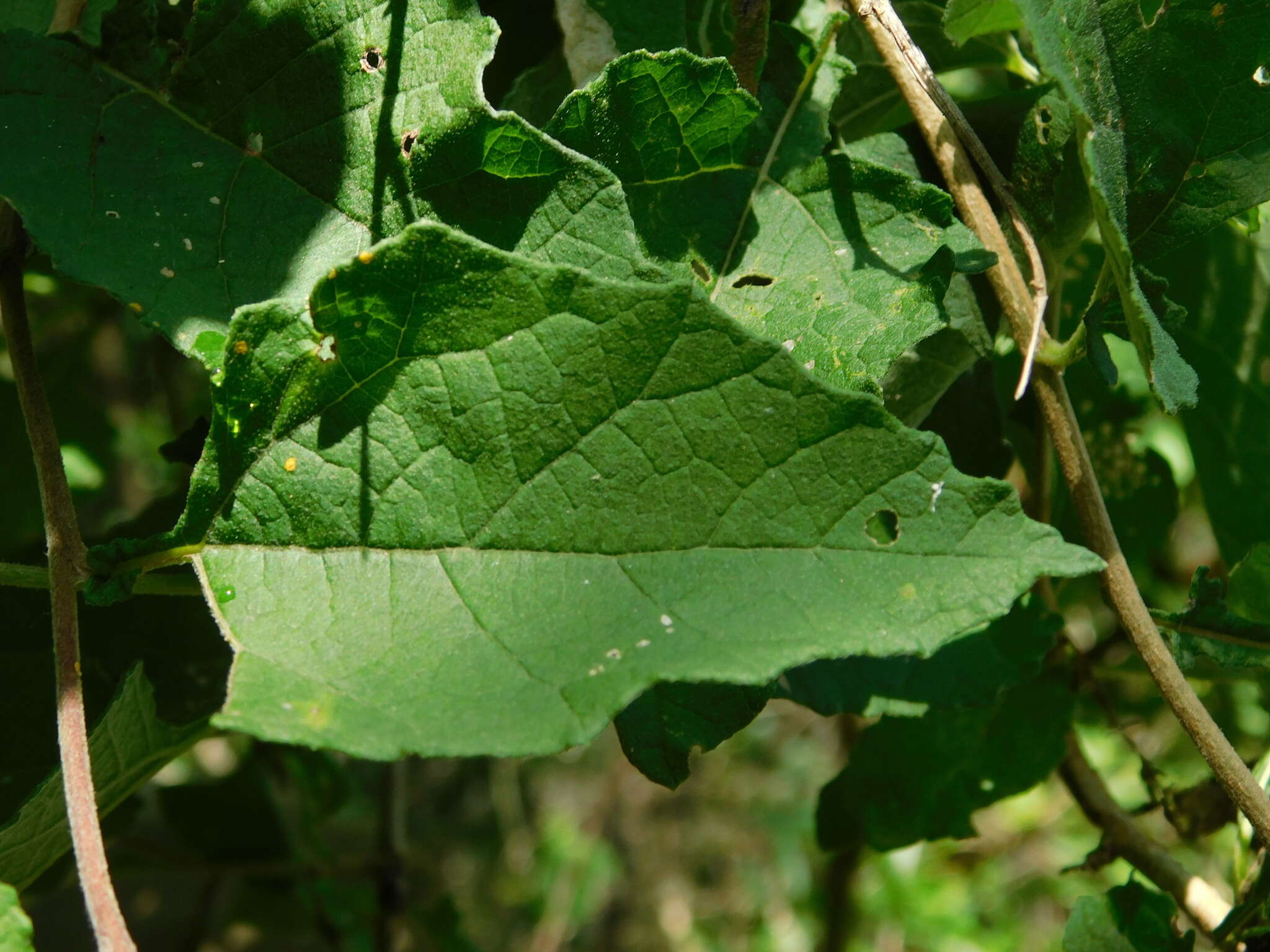 Image of Parthenium fruticosum Less.