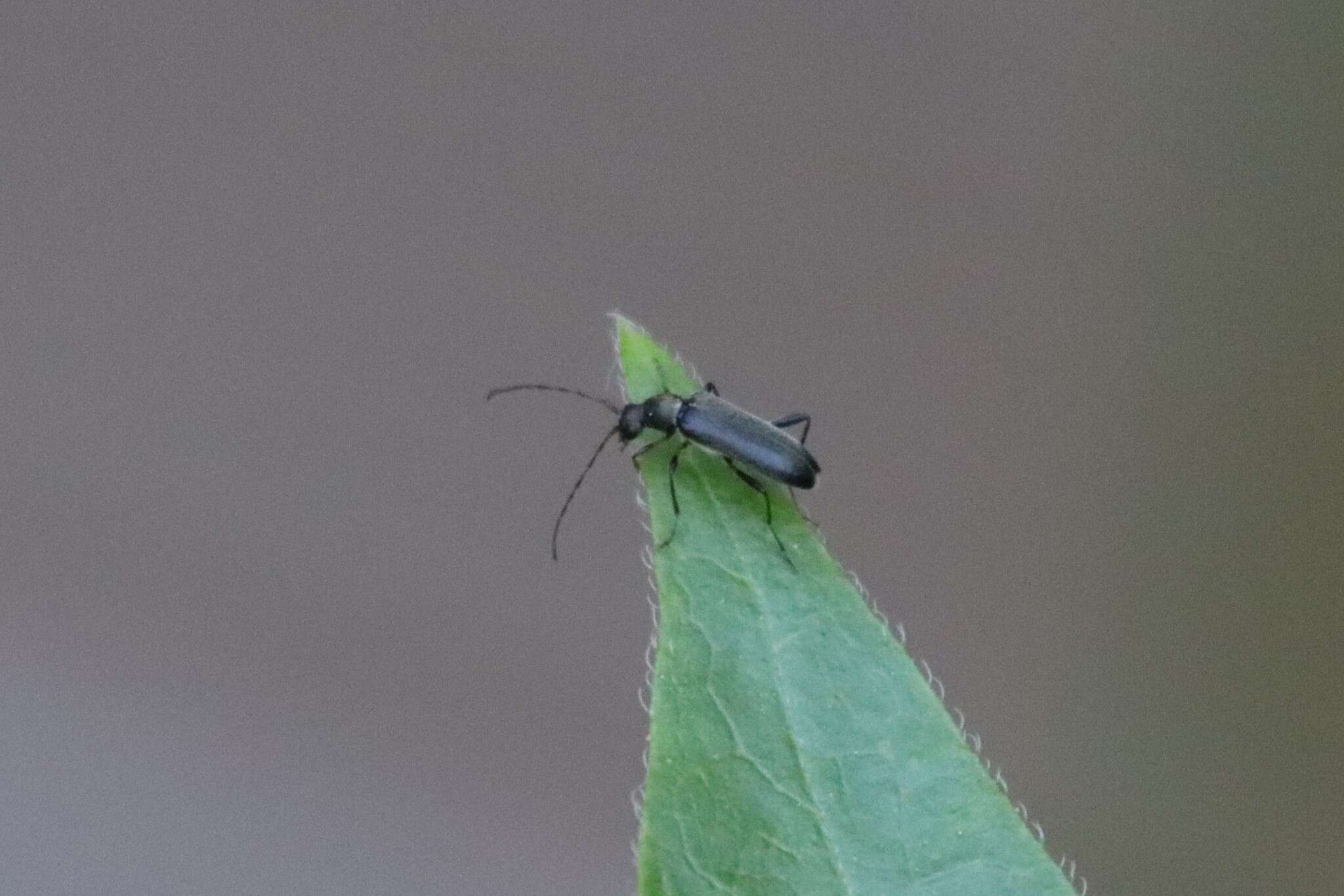 Image of Grammoptera abdominalis (Stephens 1831)