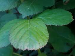 Image de Rubus ulmifolius var. ulmifolius