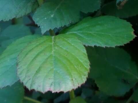 Plancia ëd Rubus ulmifolius var. ulmifolius