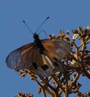 Acraea igati Boisduval 1833 resmi