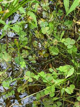 Marsilea minuta L. resmi