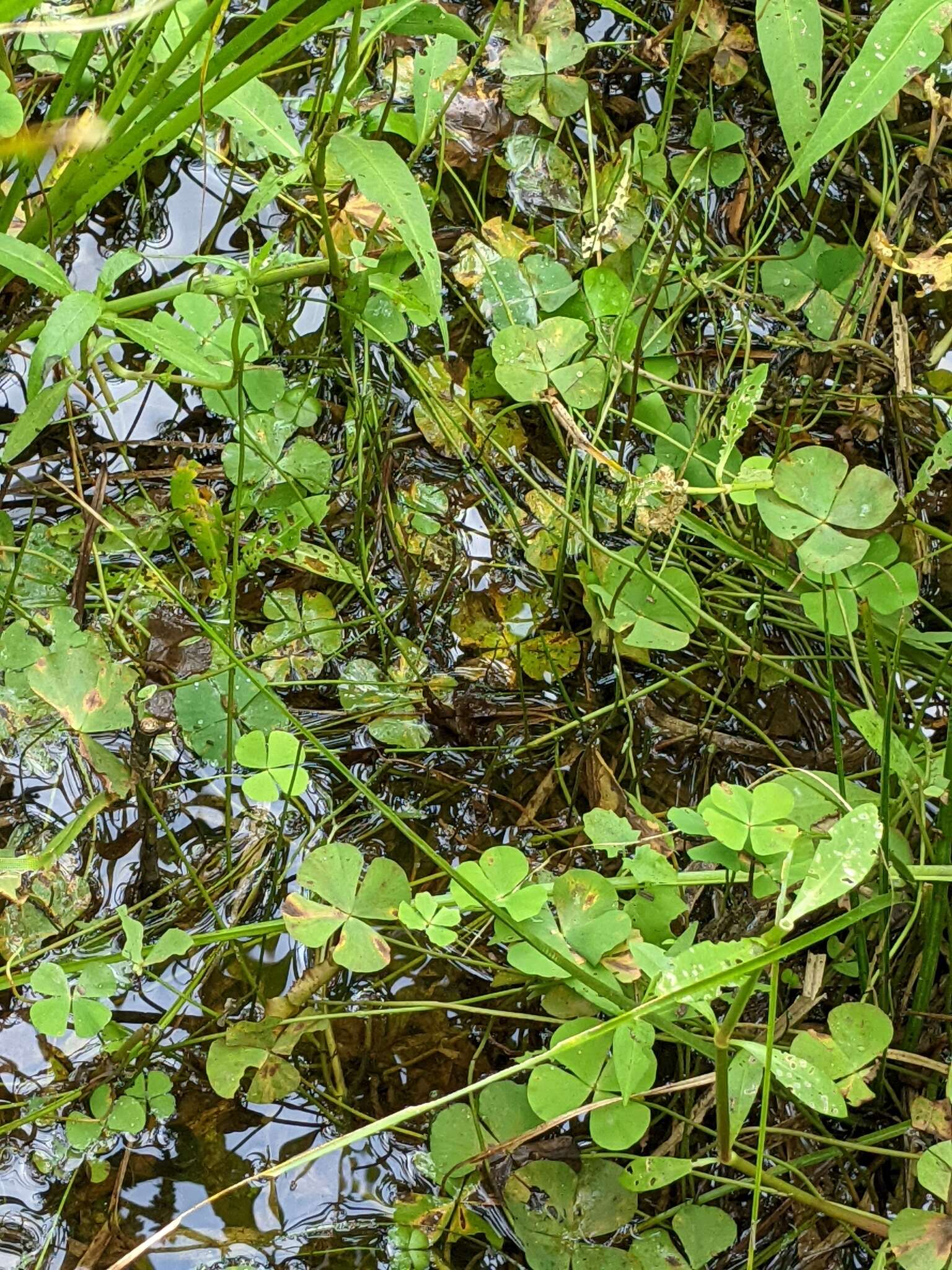 Imagem de Marsilea minuta L.