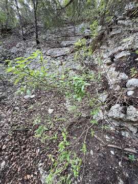 Imagem de Philadelphus texensis S. Y. Hu