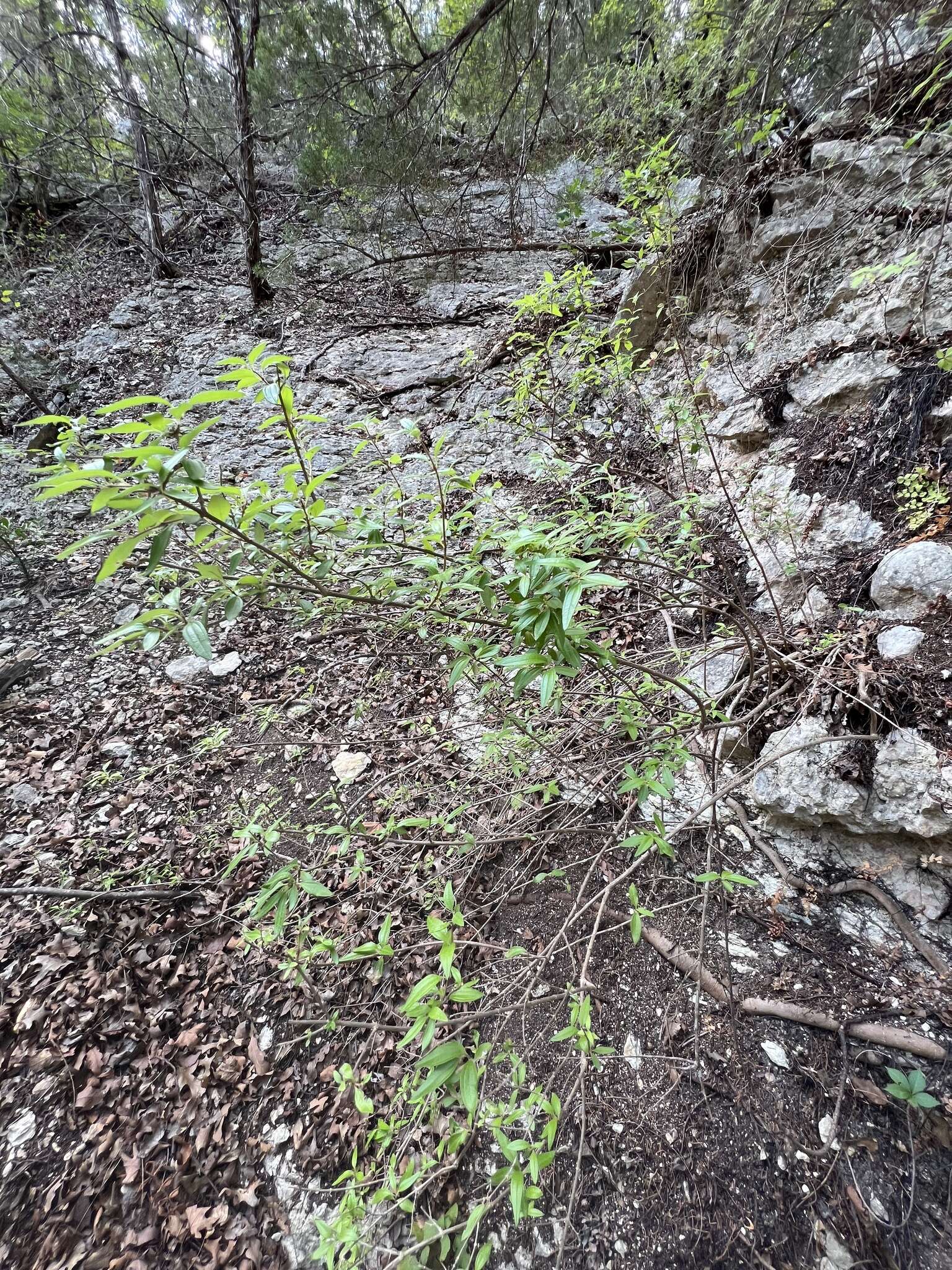 Image of Texas mock orange