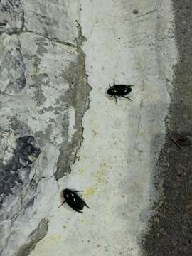 Image of Giant Black Water Beetle