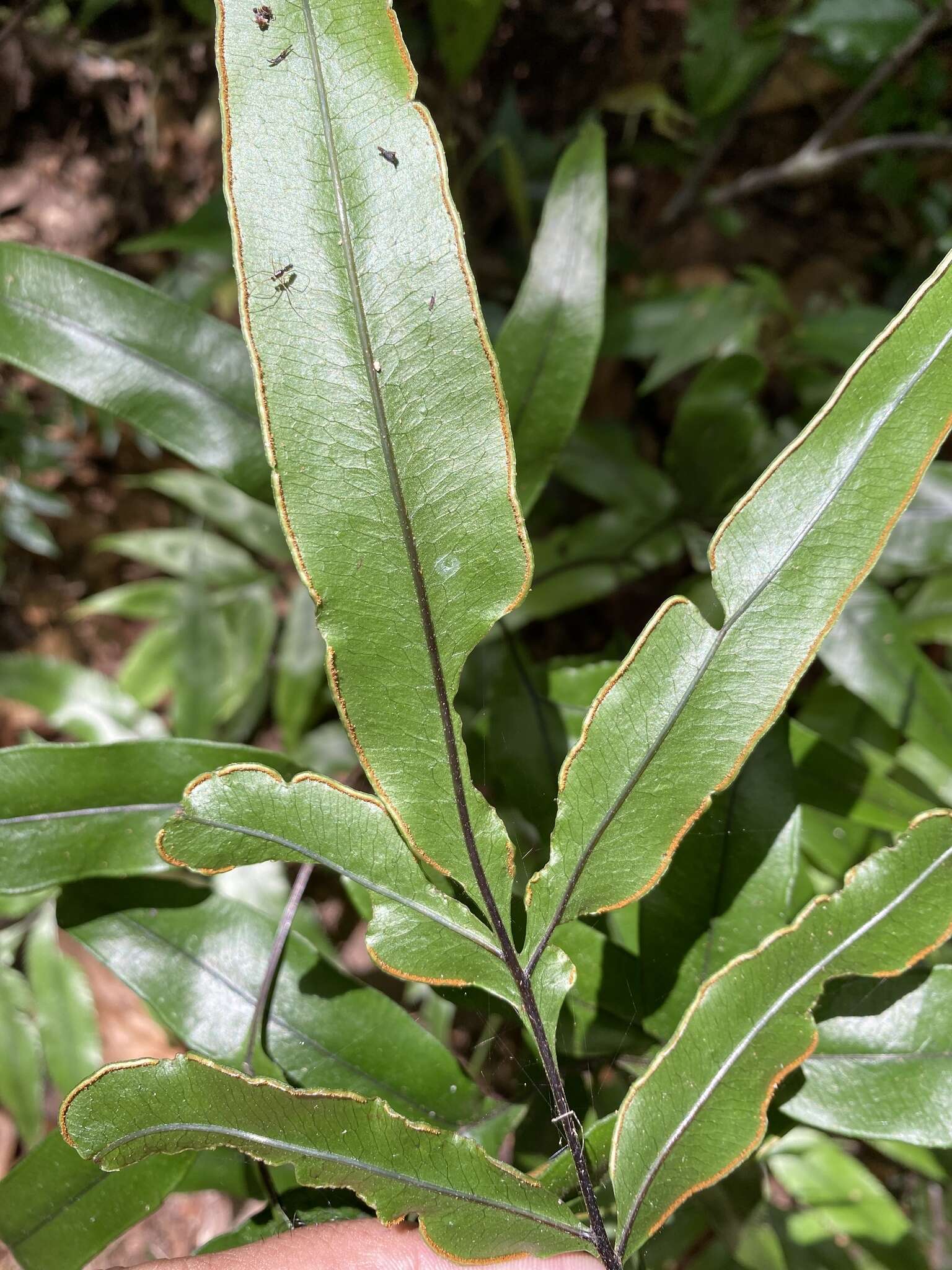 Image of Pteris brasiliensis Raddi