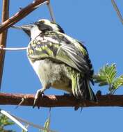 Tricholaema leucomelas centralis (Roberts 1932) resmi