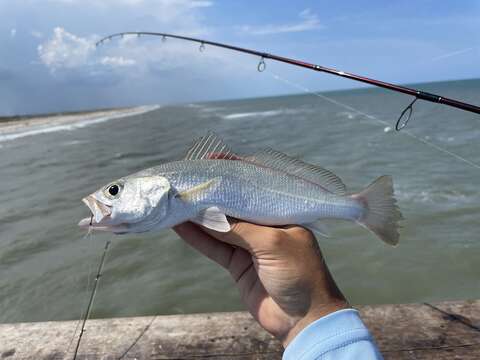 Image of Seatrout