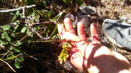 Plancia ëd Solidago virgaurea subsp. taurica (Juz.) Tzvel.