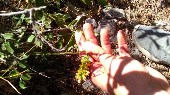 Image of Solidago virgaurea subsp. taurica (Juz.) Tzvel.