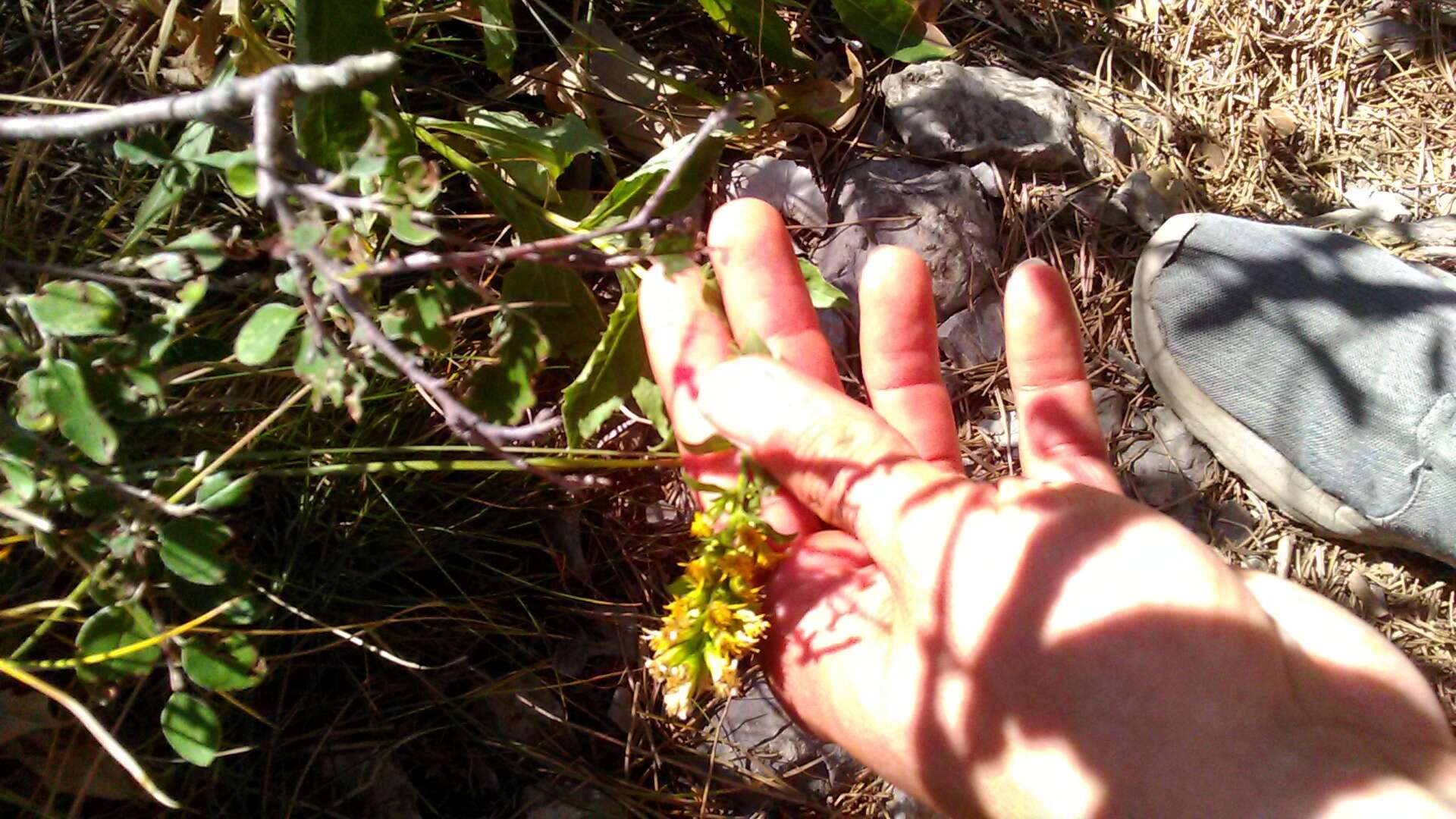 Imagem de Solidago virgaurea subsp. taurica (Juz.) Tzvel.