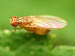 Image of Pomace fly