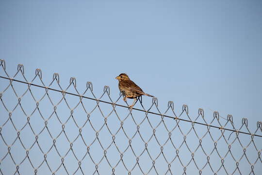 Image of Corn Bunting