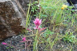 Image of Raup's Indian paintbrush