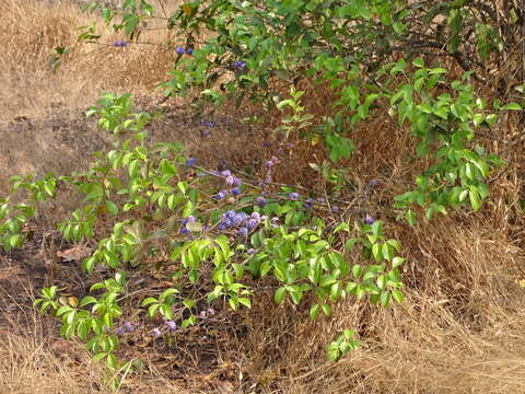 Image of Memecylon umbellatum Burm. fil.