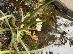 Image of Sagittaria montevidensis subsp. montevidensis