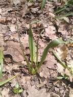 صورة Colchicum longifolium Castagne