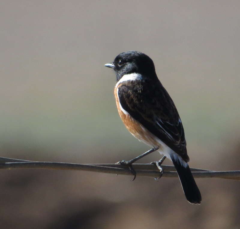 Image of African Stonechat