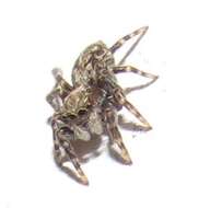 Image of Jumping spider