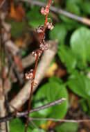 Plancia ëd Pyrola rotundifolia L.