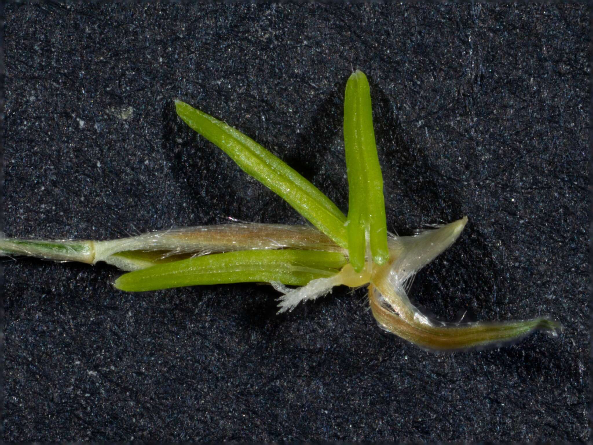 Image of Austrostipa densiflora (Hughes) S. W. L. Jacobs & J. Everett