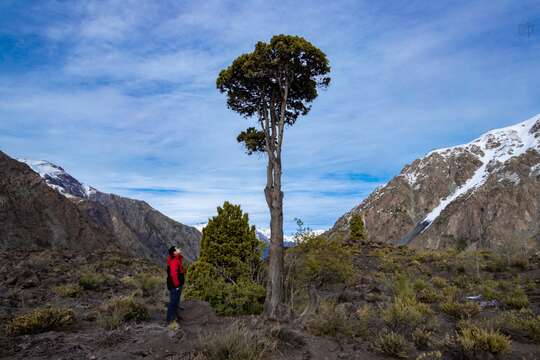 Image of Cordilleran Cypress