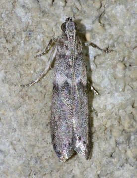 Image of Mediterranean Flour Moth