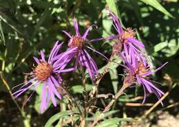 Image of mountain aster