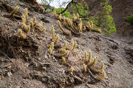 Imagem de Echinopsis camarguensis (Cárdenas) H. Friedrich & G. D. Rowley