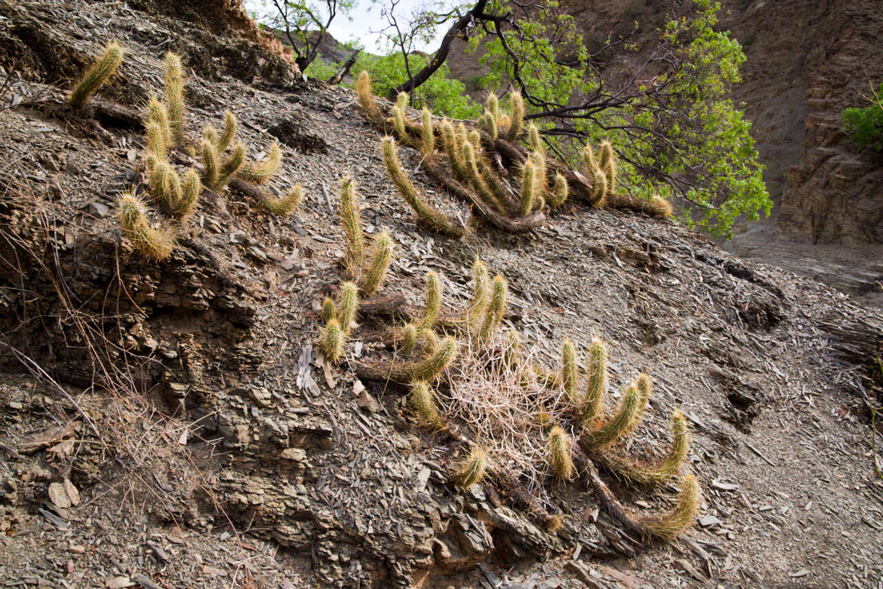 Echinopsis camarguensis (Cárdenas) H. Friedrich & G. D. Rowley的圖片