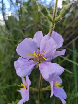 Слика од Pleroma gracile (Bonpl.) A. Gray