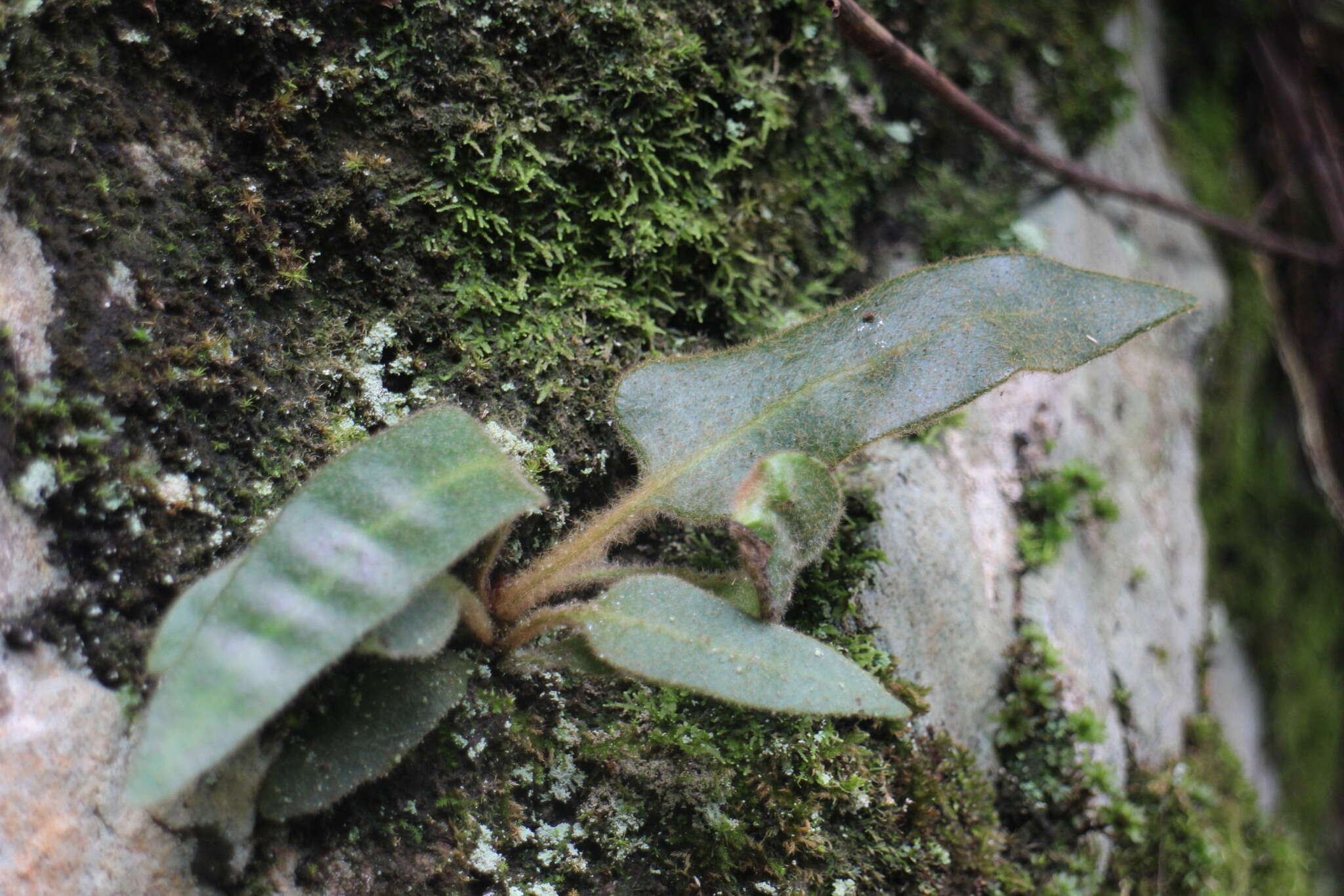 Image of Pyrrosia davidii (Bak.) Ching