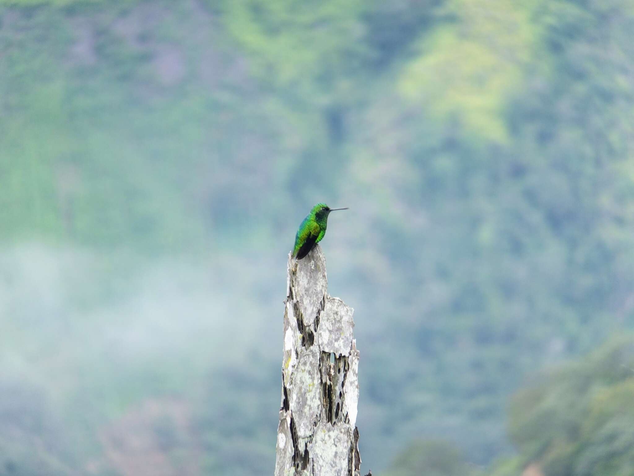 Image of Steely-vented Hummingbird