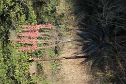 Aloe littoralis Baker resmi