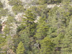 Image of chihuahua pine