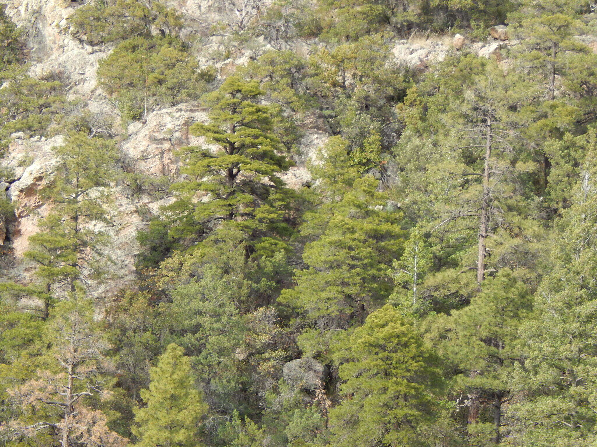 Image of Chihuahuan pine