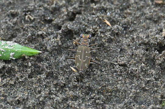 Image of Cylindera (Eugrapha) elisae (Motschulsky 1859)