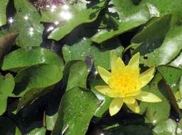 Image of yellow waterlily